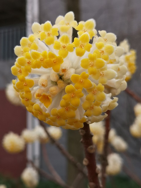 春色满园关不住